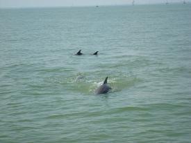 Dolphins